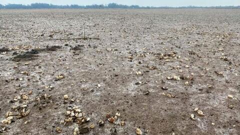 80 ha ngao ở Thanh Hóa chết trắng, người nuôi mất hơn 55 tỉ đồng