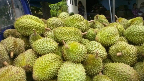 Giá sầu riêng hôm nay 17/10: Giữ giá cao trên diện rộng, kim ngạch xuất khẩu cán mốc 2 tỷ USD