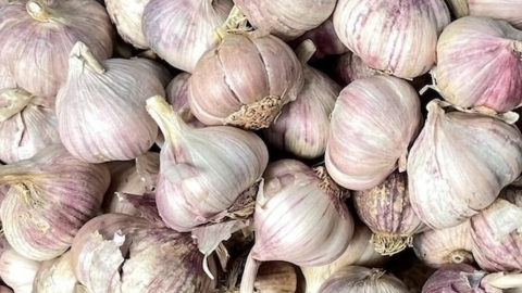Cách dùng tỏi hỗ trợ thận lọc và thải độc mỗi ngày