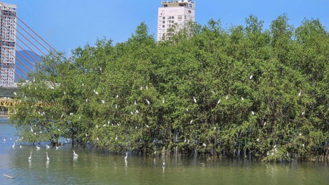 Đà Nẵng: Ngắm đàn cò hàng trăm con về đậu trắng bãi bồi ven sông Hàn
