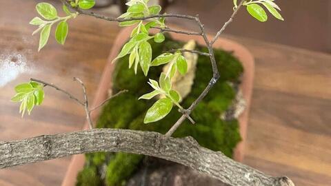 Nguyên nhân cây muội hồng tăng giá đột ngột