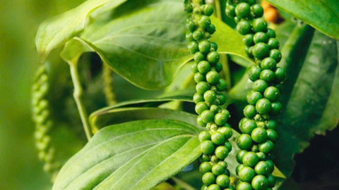 Giá tiêu hôm nay 29/12: Đồng loạt tăng, chạm mốc 151.000 đồng/kg