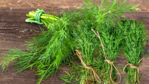 Ngủ ngon hơn với rau thì là