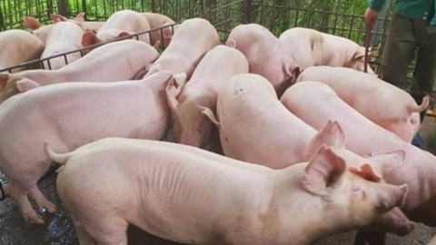 Giá heo hơi hôm nay 22/1: 3 miền tăng 4 ngày liên tiếp, miền Bắc có thêm đỉnh 78.000 đồng/kg