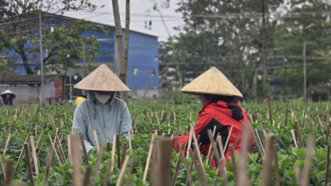 Về thăm làng trồng hoa Tết nổi tiếng của Huế