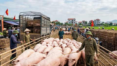 Giá heo hơi hôm nay 12/3: Cao nhất 68.000 đồng/kg tại miền Nam