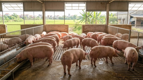 Giá heo hơi hôm nay 16/3: Thị trường duy trì ổn định trên cả nước