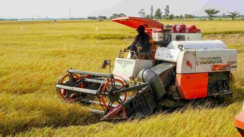 Giá lúa bấp bênh, nông dân gặp khó