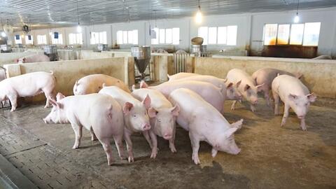 Giá heo hơi hôm nay 3.4: Tăng nhẹ, cao nhất lên 68.000 đồng/kg