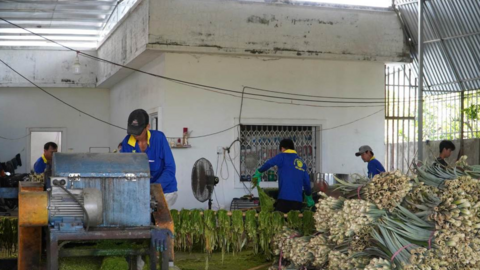 Phế phẩm lá khóm được dùng cho ngành dệt may như thế nào?