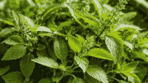 Công thức hỗ trợ thải độc gan bằng rau kinh giới