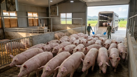 Giá heo hơi hôm nay 9/4: Tiếp đà phục hồi trên cả nước