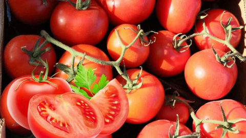 Kiểm soát axit uric hiệu quả khi sử dụng cà chua đúng cách