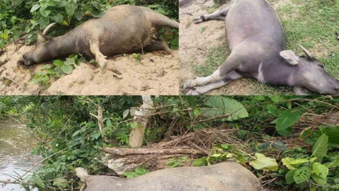 Gia súc chết với biểu hiện lạ, cơ quan chức năng kiểm tra