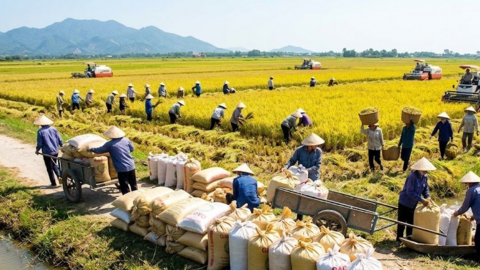 Giá lúa gạo hôm nay 22.4: Lúa tăng nhẹ duy trì, gạo tiếp tục đi ngang