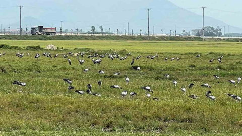 Đàn cò nhạn quý hiếm bỗng xuất hiện trên đồng ruộng ở Hà Tĩnh