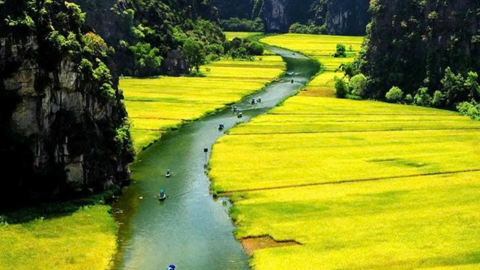 Dòng Ngô Đồng trong tháng 5 tươi hồng