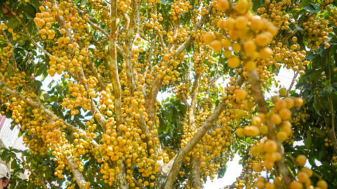 An Giang: Nơi thức giấc cùng 'mùa vàng' dâu da