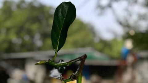 Đưa mít Đoài Phương vươn xa