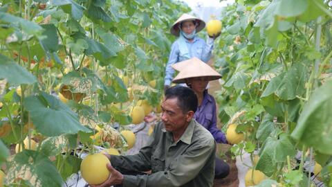 Hà Nội mở rộng chuỗi cung ứng nông sản an toàn, tăng kết nối tiêu thụ và xuất khẩu