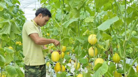 Khi nông dân Thủ đô đồng hành cùng nông sản sạch