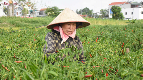 Ớt chỉ thiên chín đỏ trên cánh đồng ở Quảng Ninh, người dân tranh thủ kiếm thêm thu nhập