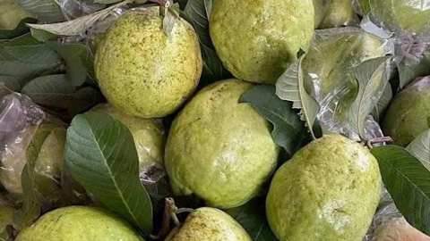Quả ổi hay cam giàu vitamin C hơn?