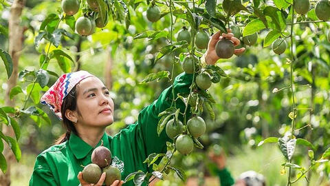 Tăng vị thế nông sản Việt tại thị trường Trung Quốc