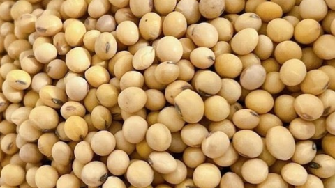 Loại tinh bột có lợi cho gan
