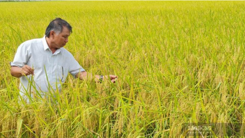 Cà Mau phát triển lúa phát thải thấp, lấy lợi nhuận nông dân làm động lực