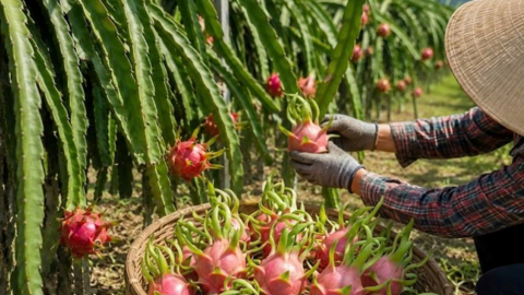 “Con đường nông sản” đưa thanh long, dưa lưới và hạt điều lên chuyến bay