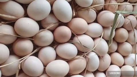 Người bệnh gout cần ăn trứng gà đúng cách để hỗ trợ hạ axit uric