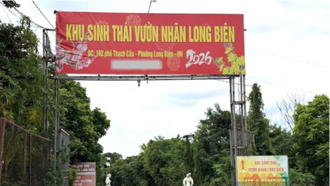 Vườn nhãn Long Biên sai phép vẫn ngang nhiên hoạt động