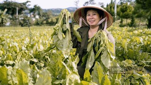 Nâng tầm nông sản Việt từ vùng nguyên liệu hữu cơ