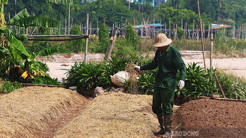 Người dân Tây Tựu tất bật cải tạo đất, khôi phục trồng hoa sau trận mưa ngập kéo dài