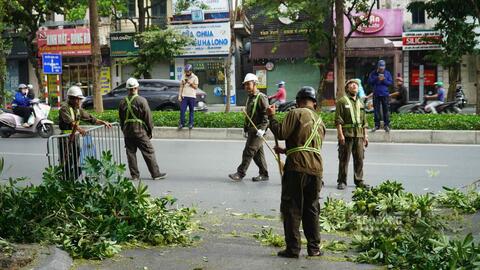 Hà Nội bắt đầu cắt tỉa cây hoa sữa