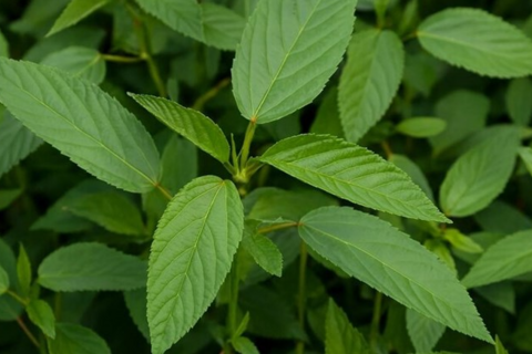 <a href="/y-te" title="Y tế" rel="dofollow">Y tế</a>