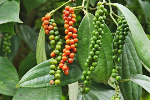 <a href="/kinh-te" title="Kinh tế" rel="dofollow">Kinh tế</a>