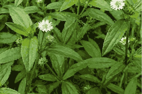 <a href="/y-te" title="Y tế" rel="dofollow">Y tế</a>