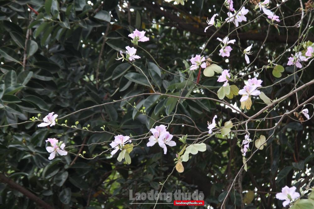 Ngắm khung cảnh bình yên của Hà Nội vào mùa cây thay lá Ngắm khung cảnh bình yên của Hà Nội mùa cây thay lá