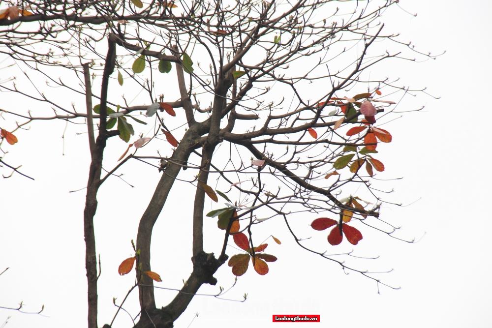 Ngắm khung cảnh bình yên của Hà Nội vào mùa cây thay lá Ngắm khung cảnh bình yên của Hà Nội mùa cây thay lá