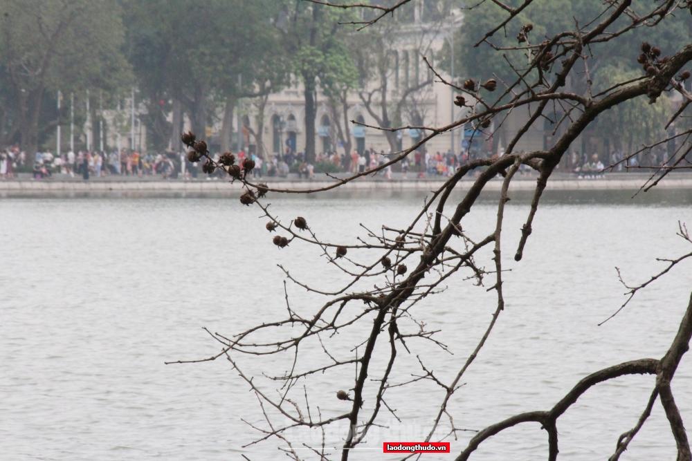 Ngắm khung cảnh bình yên của Hà Nội vào mùa cây thay lá Ngắm khung cảnh bình yên của Hà Nội mùa cây thay lá