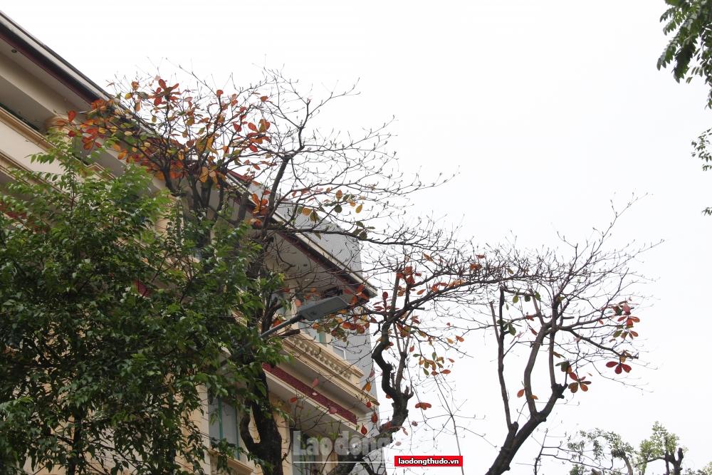 Ngắm khung cảnh bình yên của Hà Nội vào mùa cây thay lá Ngắm khung cảnh bình yên của Hà Nội mùa cây thay lá