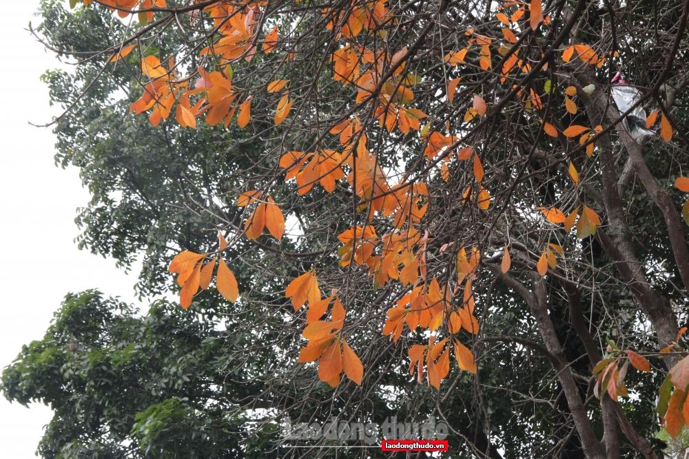 Ngắm khung cảnh bình yên của Hà Nội vào mùa cây thay lá Ngắm khung cảnh bình yên của Hà Nội mùa cây thay lá