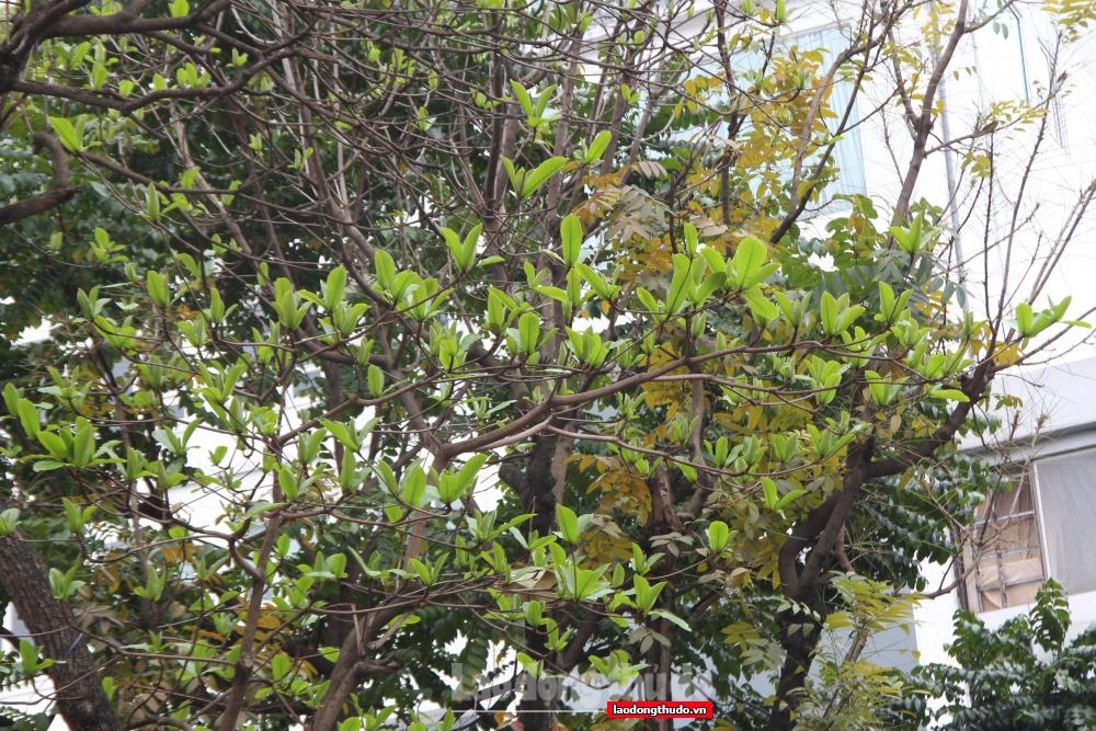 Ngắm khung cảnh bình yên của Hà Nội vào mùa cây thay lá Ngắm khung cảnh bình yên của Hà Nội mùa cây thay lá