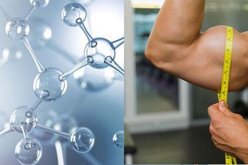 Qua các nghiên cứu, collagen được cho là có tác động đến cơ bắp của chúng ta. Ảnh đồ họa: Hàn Lâm