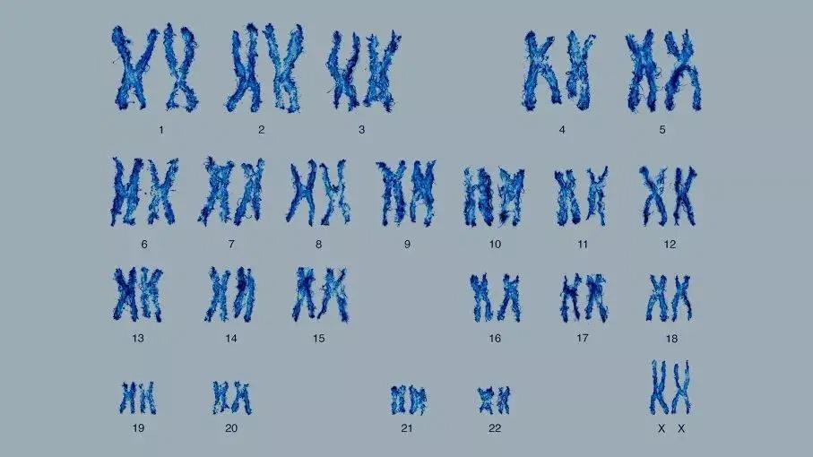 Tại sao con người chỉ có 23 cặp nhiễm sắc thể, trong khi những loài họ hàng gần của chúng ta lại có 24? - Ảnh 5.