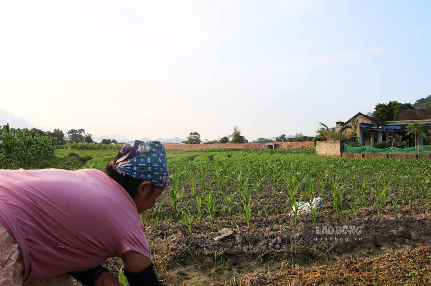 Bà Nguyễn Thị Hường (xóm Trung Nhang, xã Cát Nê) cho biết, nhiều hộ dân trong xóm có đất thu hồi nhưng đều đồng thuận, tuyến đường này sẽ giúp con em công nhân đi làm ở các khu công nghiệp thuận lợi hơn.