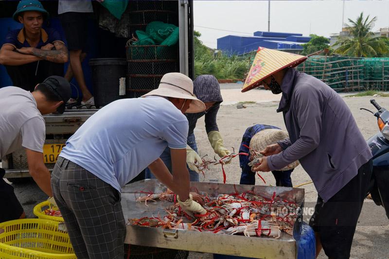 Sau nhiều ngày ra khơi bám biển, nhiều tàu thuyền của ngư dân trở về bến cá Cửa Lân (xã Nam Thịnh, huyện Tiền Hải, tỉnh Thái Bình) lại cập bến với khoang đầy ắp thủy hải sản.