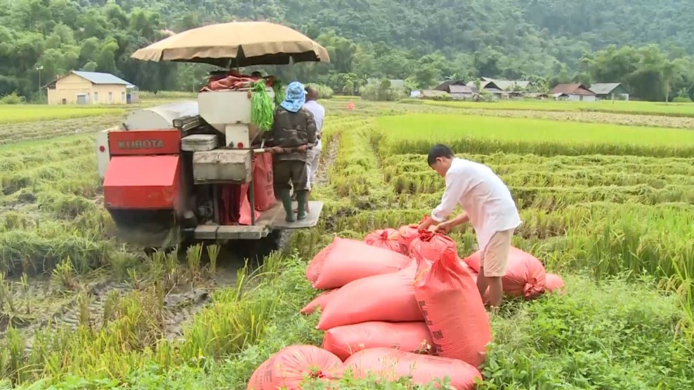 Giá lúa gạo hôm nay ngày 19/12: Giá gạo xuất khẩu tăng trở lại